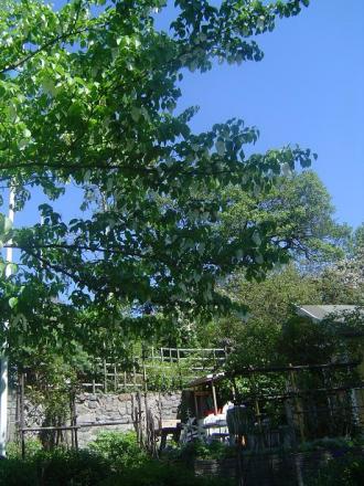 gallery_3388_602_748.jpg