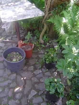 gallery_3388_602_9712.jpg
