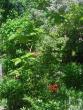 tn_gallery_3388_602_17769.jpg