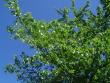 tn_gallery_3388_602_66985.jpg