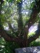 tn_gallery_3388_602_94457.jpg