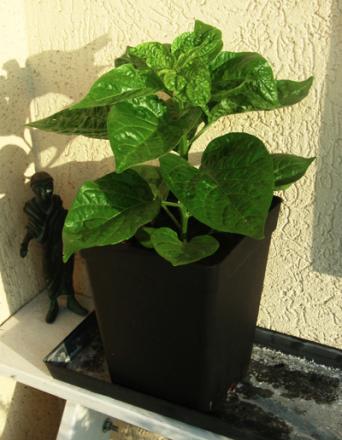 gallery_5306_206_124847.jpg