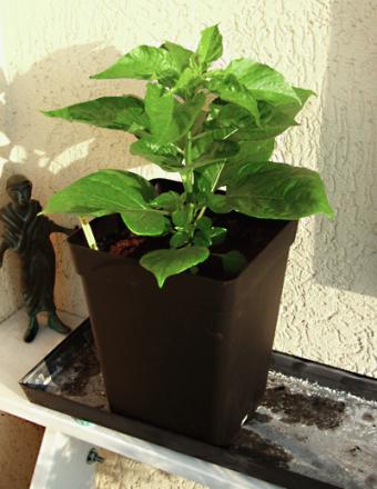 gallery_5306_206_144727.jpg