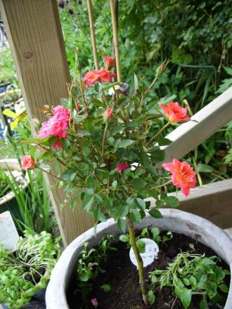 gallery_5307_533_171456.jpg