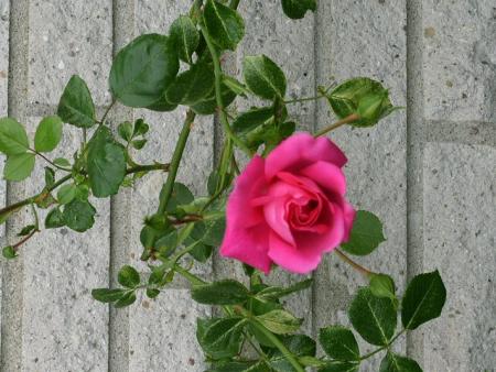 gallery_5307_533_3217.jpg