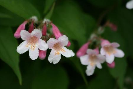 gallery_5447_41_26089.jpg