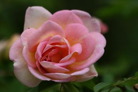 gallery_5447_41_36202.jpg