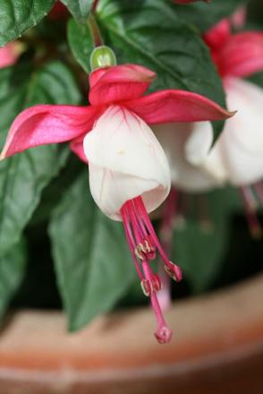 gallery_5447_41_38340.jpg