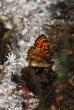 tn_gallery_4816_75_5243.jpg
