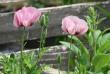 tn_gallery_5447_41_11057.jpg