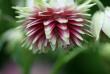 tn_gallery_5447_41_4673.jpg