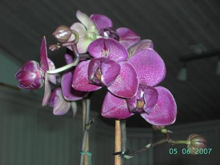 gallery_10500_613_12224.jpg
