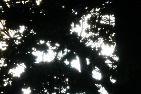 gallery_4816_75_20575.jpg