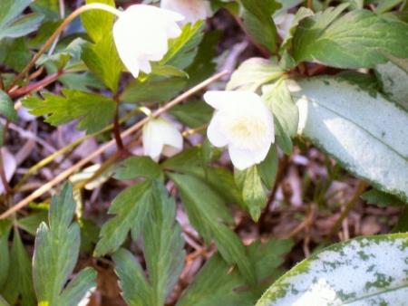 gallery_559_611_31024.jpg