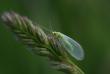tn_gallery_4816_75_20216.jpg