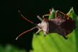 tn_gallery_4816_75_38225.jpg