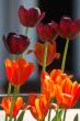 tn_gallery_7990_612_6542.jpg