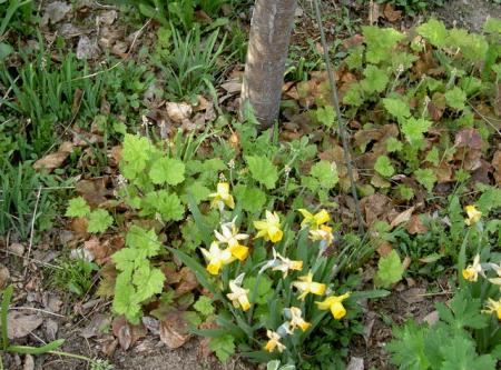 gallery_5169_520_66347.jpg