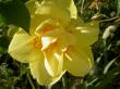 tn_gallery_5169_520_52666.jpg