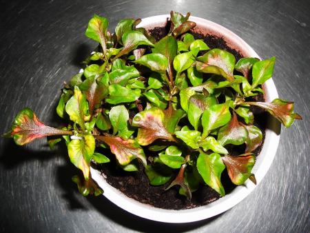 gallery_10885_619_279461.jpg