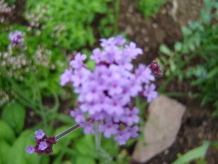 gallery_9372_624_17186.jpg