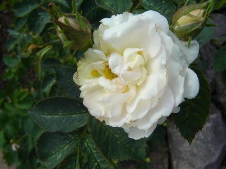gallery_9372_624_18304.jpg