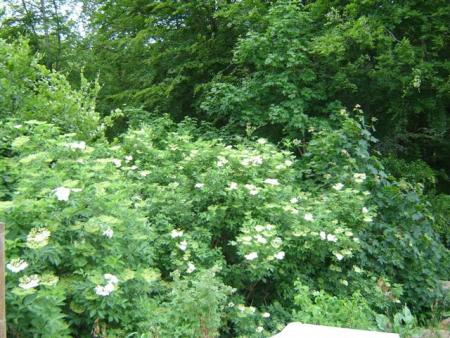 gallery_9372_624_29615.jpg