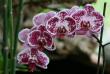 tn_gallery_5447_117_18340.jpg