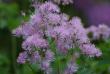 tn_gallery_5447_41_9494.jpg