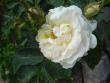 tn_gallery_9372_624_18304.jpg