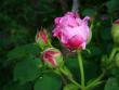 tn_gallery_9372_624_26545.jpg