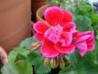 tn_gallery_9372_624_38268.jpg