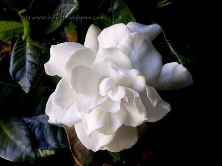 gallery_208_60_12933.jpg