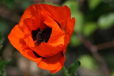 gallery_5447_41_9526.jpg