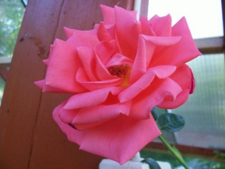 gallery_559_630_15671.jpg