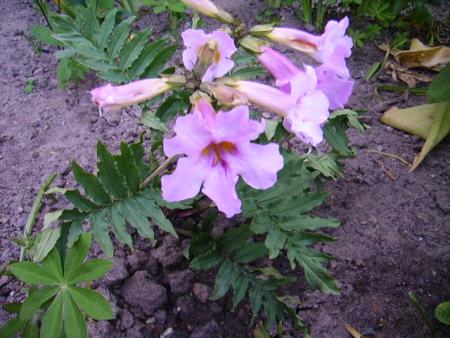 gallery_7579_157_72592.jpg