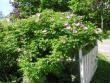 tn_gallery_5006_626_9999.jpg