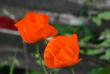tn_gallery_5447_41_28944.jpg