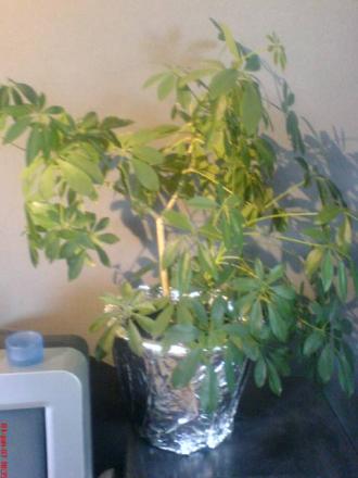 gallery_10811_635_29007.jpeg