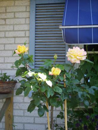 gallery_5307_533_16762.jpg