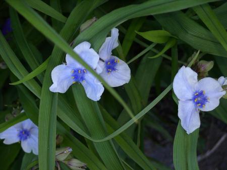gallery_5307_536_12457.jpg
