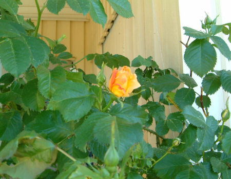 gallery_7440_640_2977.jpg