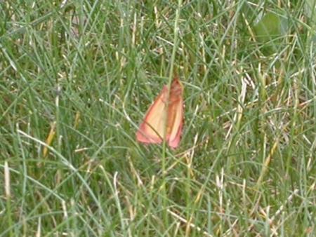 gallery_18_141_33052.jpg