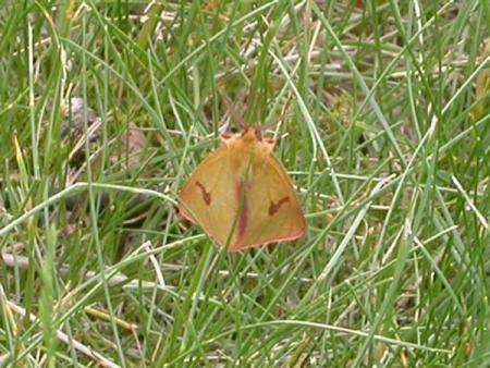 gallery_18_141_61283.jpg