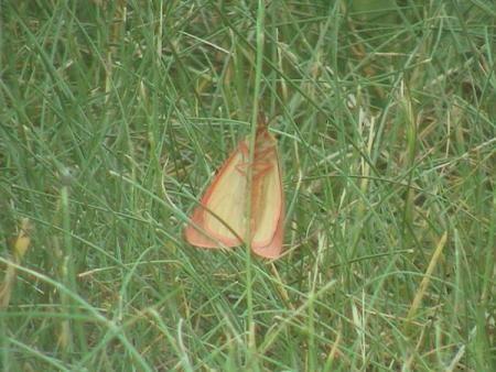gallery_18_141_74690.jpg