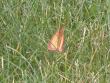 tn_gallery_18_141_33052.jpg