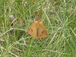 tn_gallery_18_141_61283.jpg