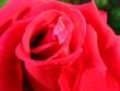tn_gallery_4113_49_20177.jpg