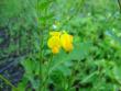 tn_gallery_4113_49_38431.jpg