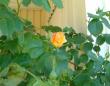 tn_gallery_7440_640_2977.jpg